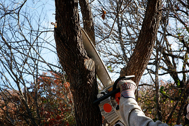 Best Tree Preservation Services  in Star, ID