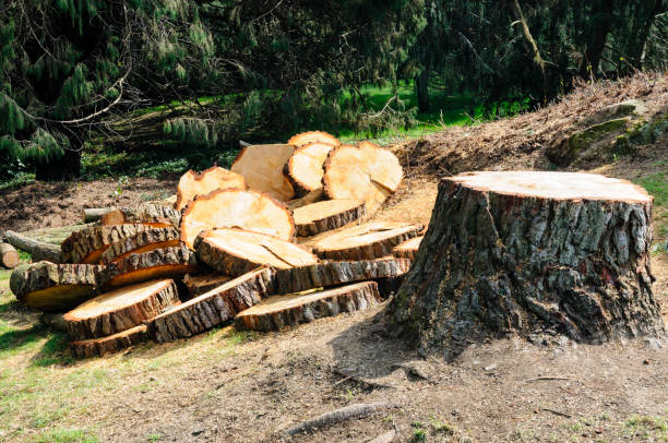 How Our Tree Care Process Works  in  Star, ID